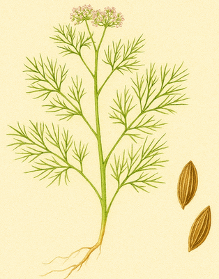 Cumin (Cuminum cyminum)