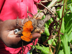 Curcuma