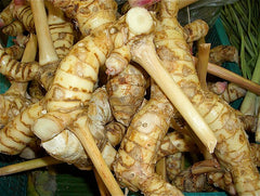 Galanga