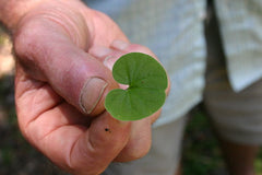 Gotu Kola