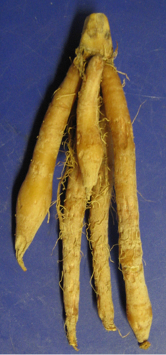 Fingerroot